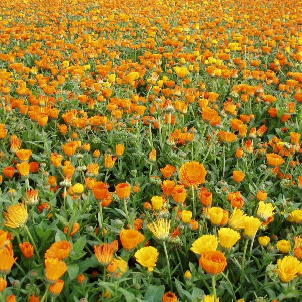 GartenRingelblume Calendula officialis Bienenroute